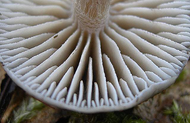 le  Specie  invernali  del  Leimental